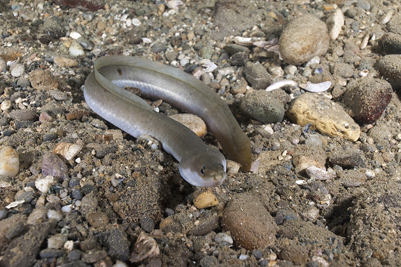 European eel