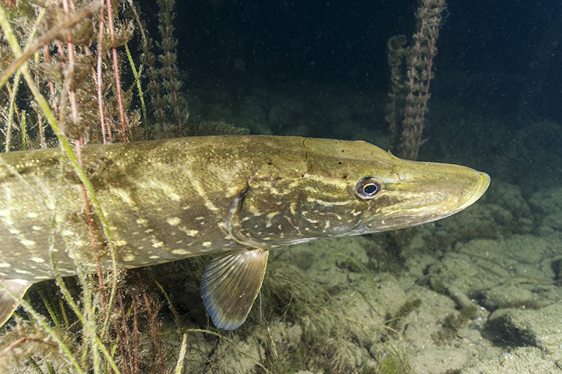 Northern pike