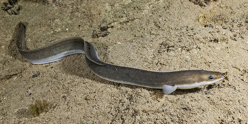 European eel