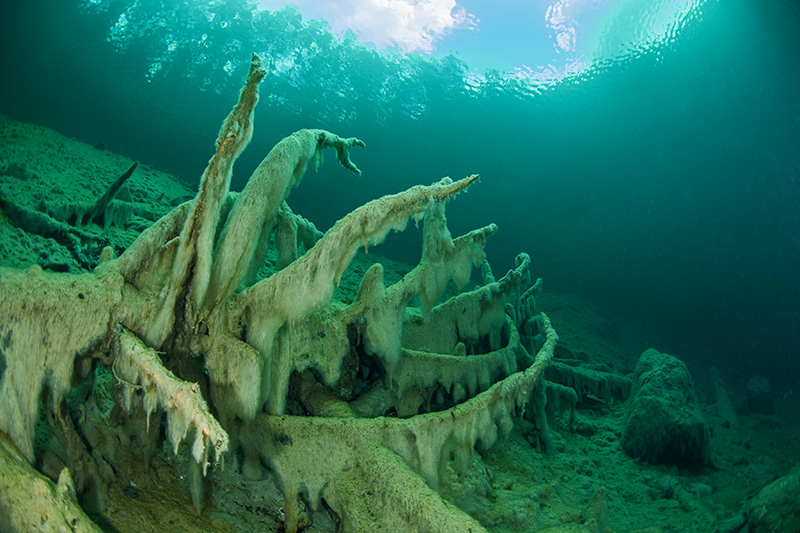 Tree with Slime Algae