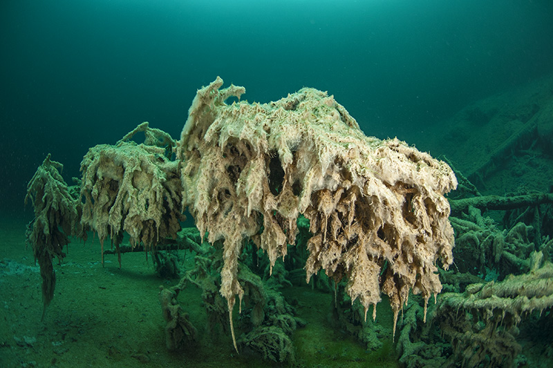 Branch with Slime Algae