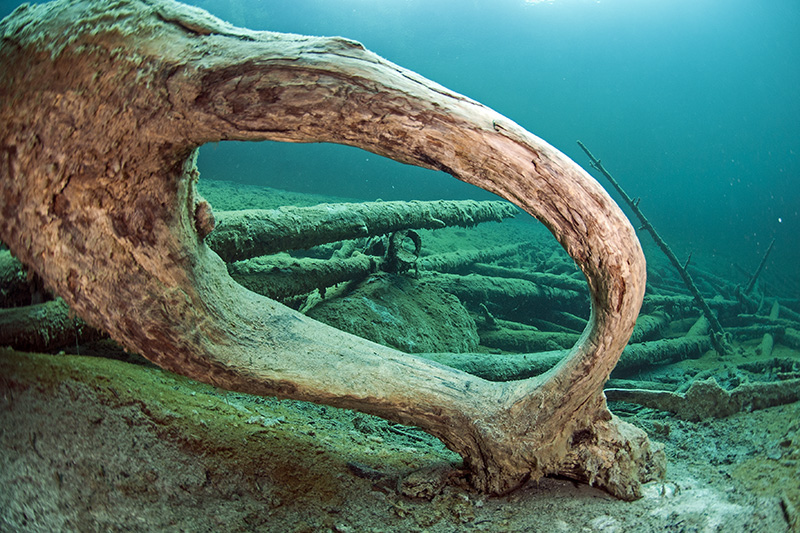 Root Hole © Bernd Nies