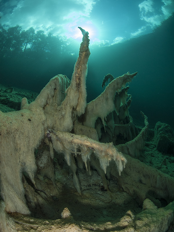 Branches with Slime Algae