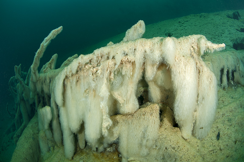 Tree with thick slime algae