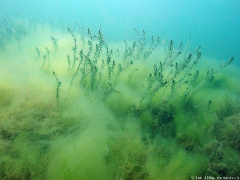 Underwater Plants with Algae