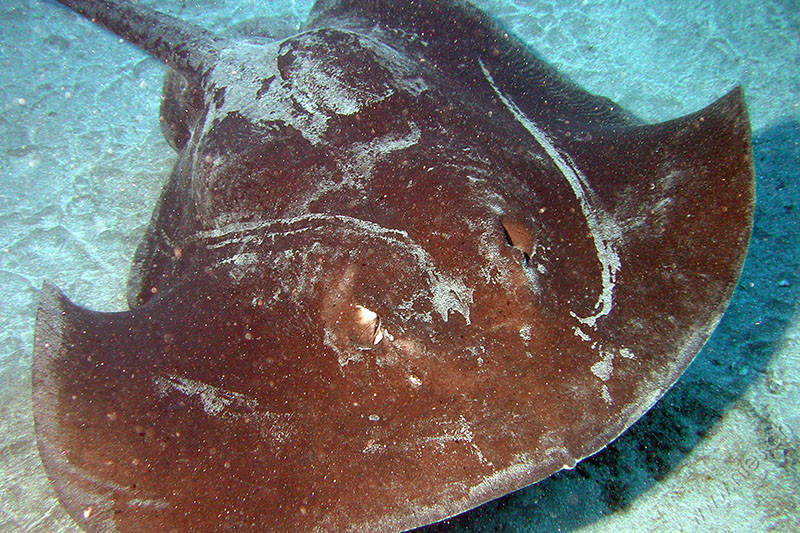 Atlantic Stingray