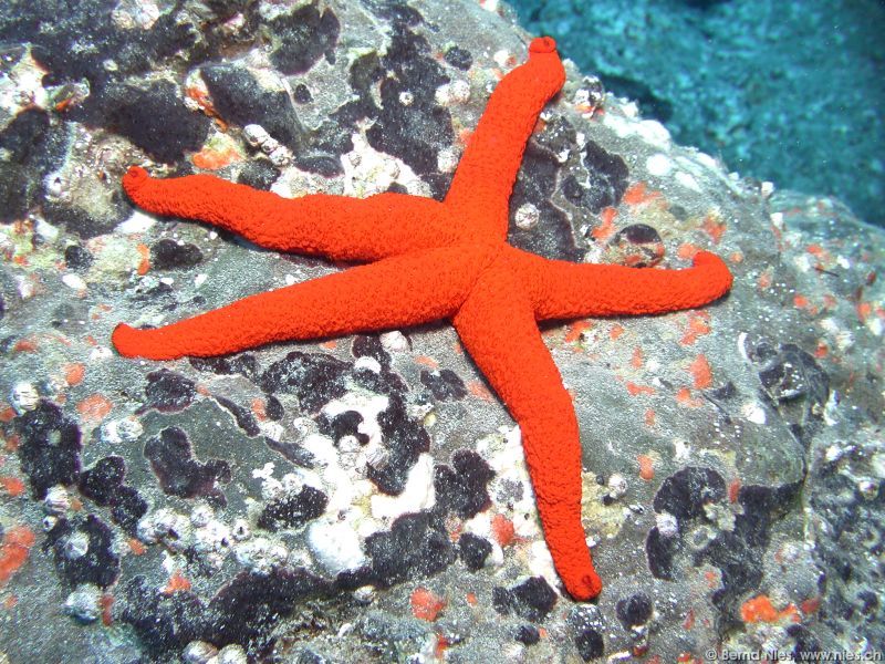 Starfish