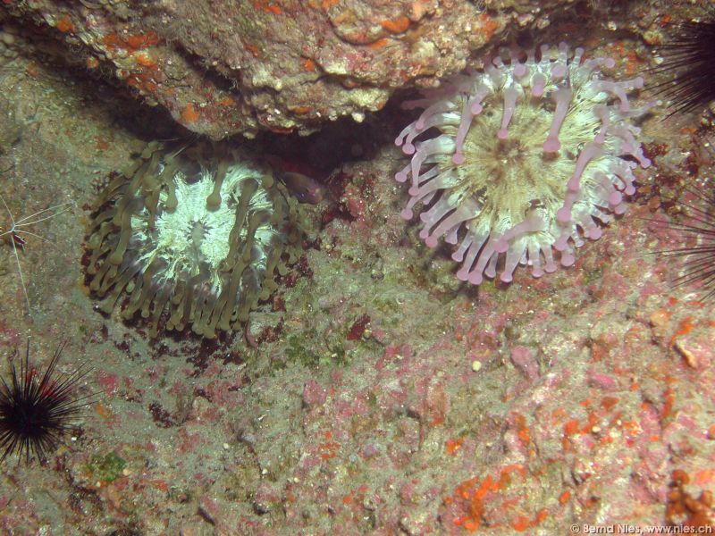 Keulenanemonen