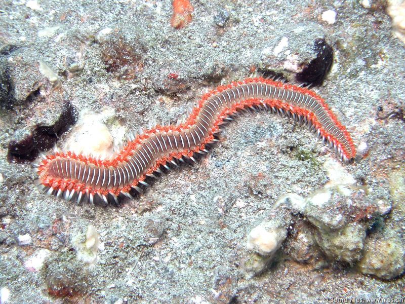 Fire Worm