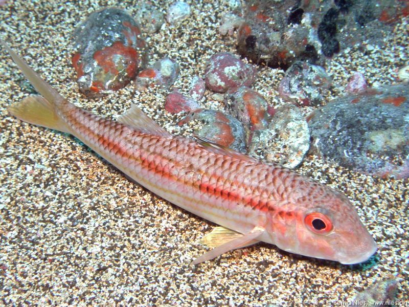 Goatfish