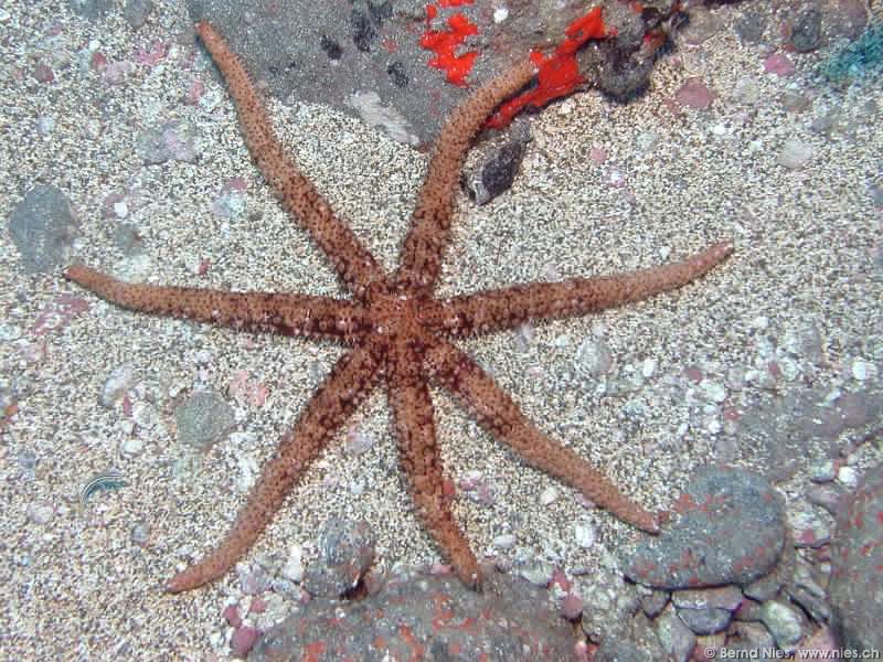 Starfish