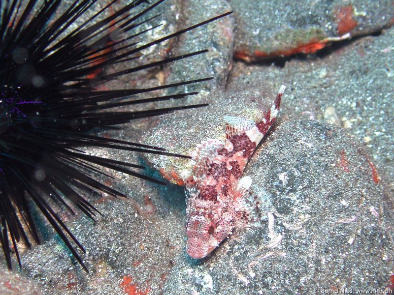 Scorpionfish