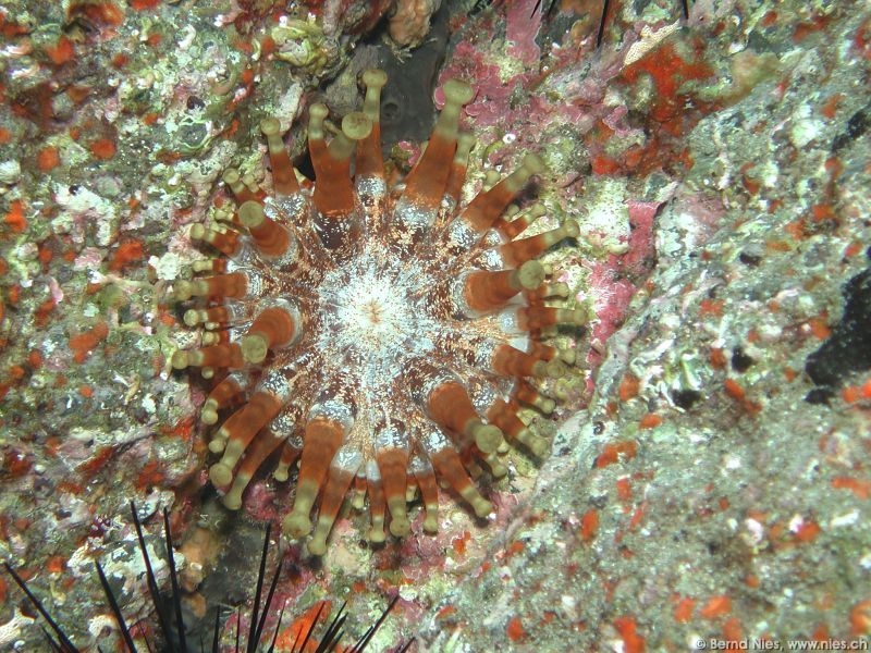 Keulenanemone