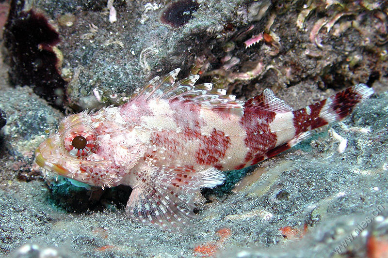 Scorpionfish