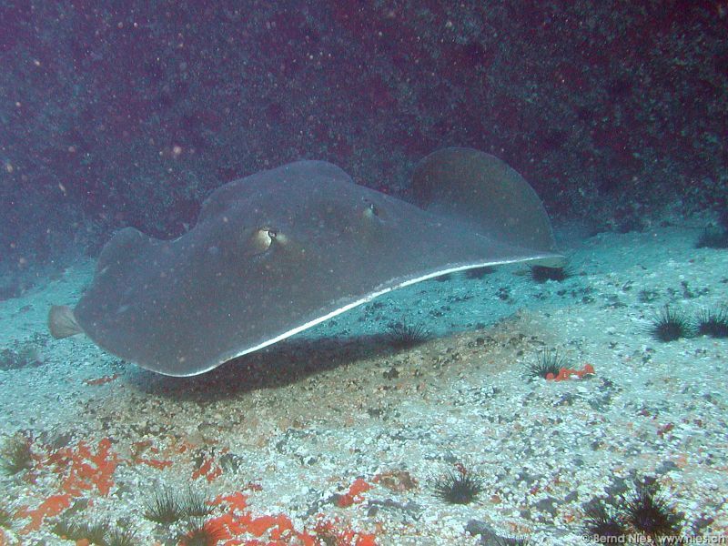 Atlantic Stingray