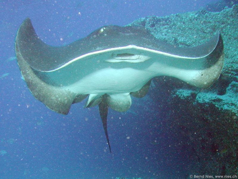 Atlantic Stingray