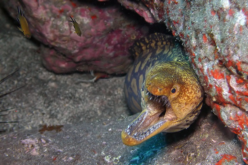 Tiger Moray