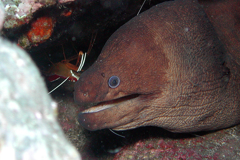 Moray Eel