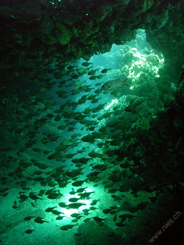 Fish swarm in cave