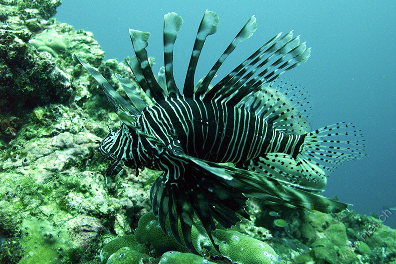 Lionfish