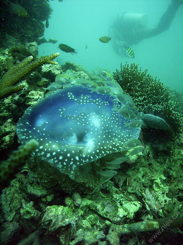 Jellyfish with fish