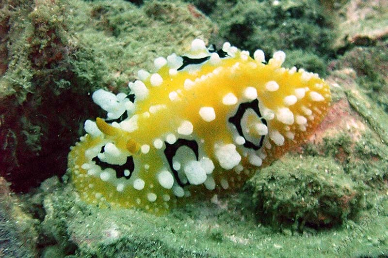 Nudibranch