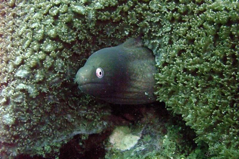 Moray Eel