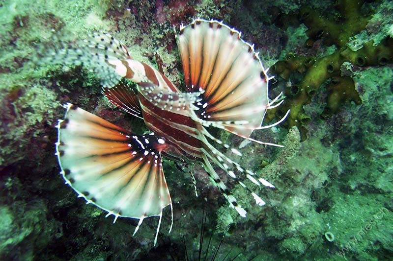 Lionfish