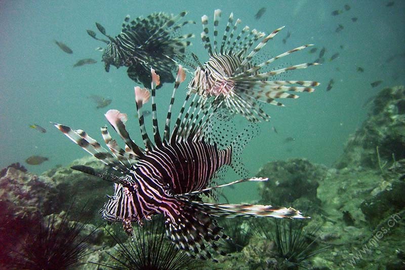 Lionfishes