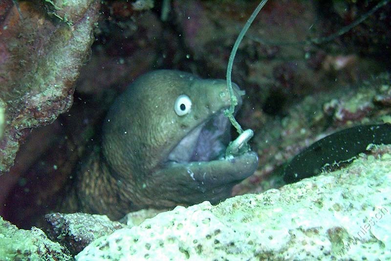 Moray on a hook