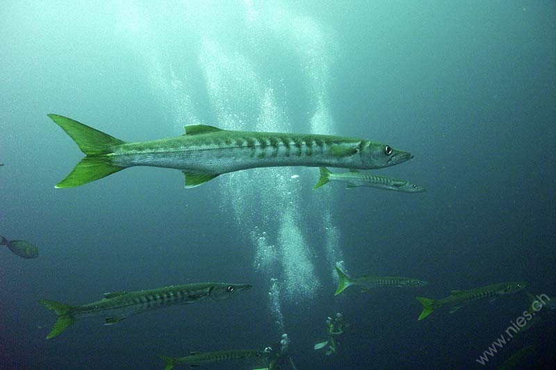 Barracudas