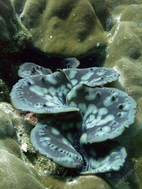 Giant clam