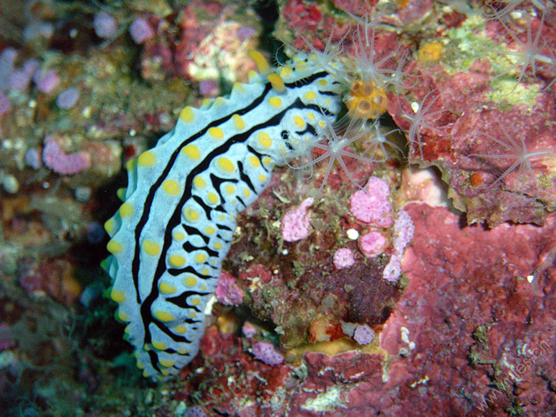 Nudibranch