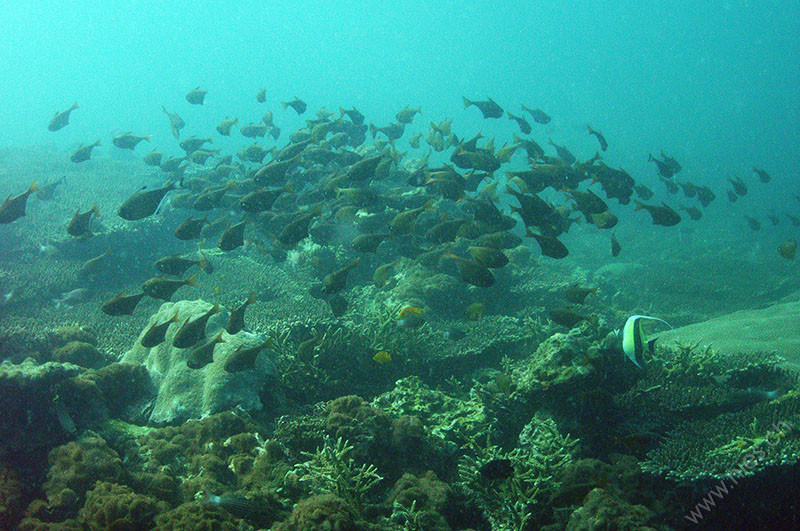 Hatchetfish