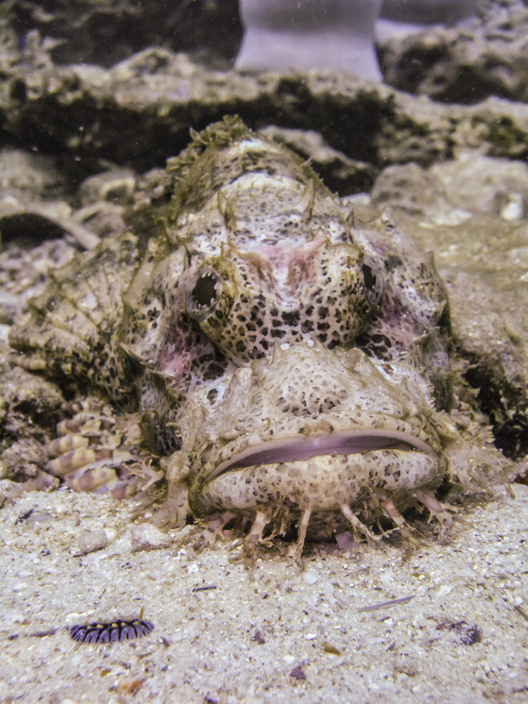 Drachenkopf mit Schnecke