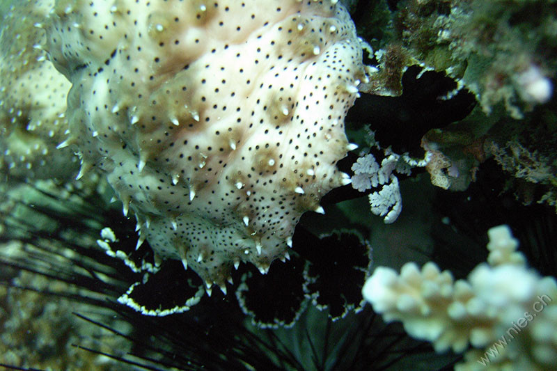 Sea Cucumber