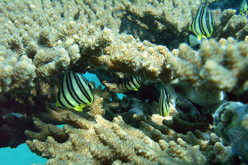 Butterflyfish