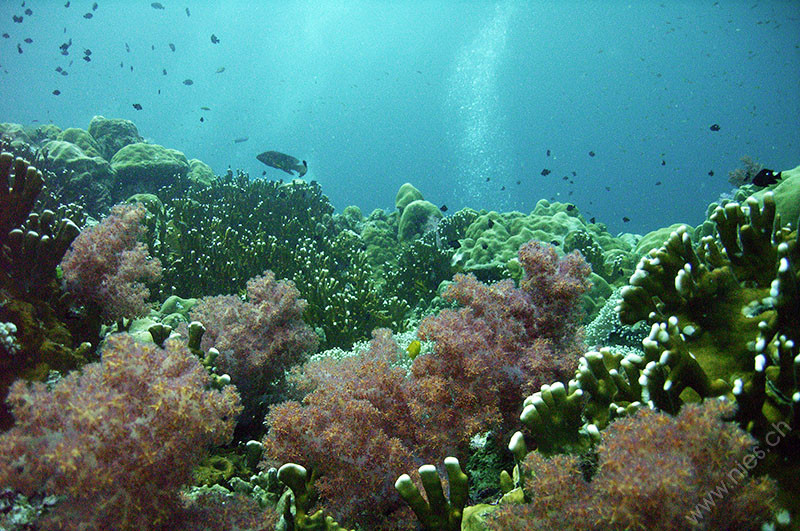 Coral Garden