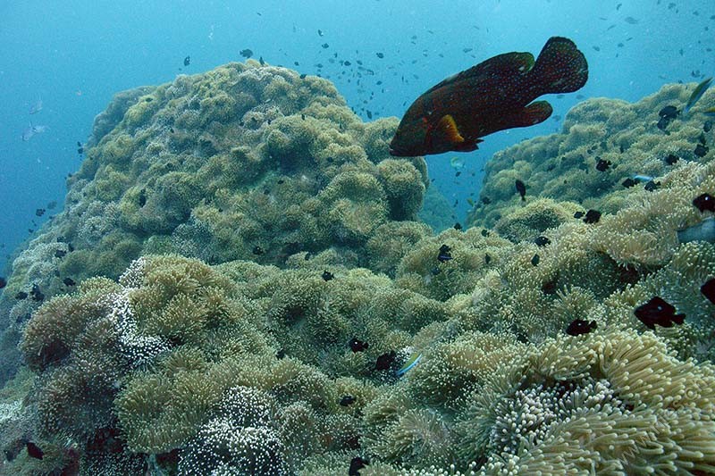 Coral Trout above Anemones