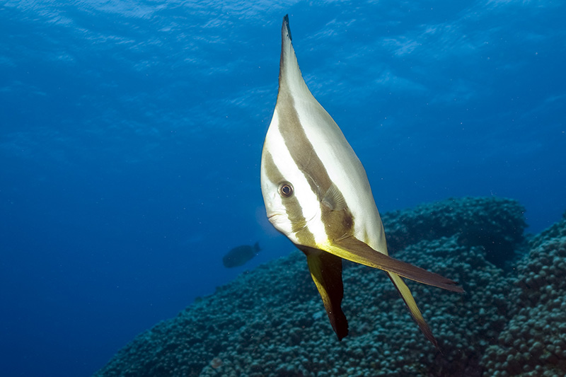 Bat Fish