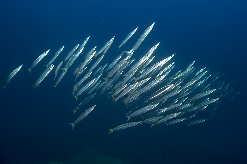 Schwarm Barracudas