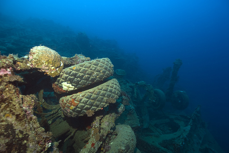 Coral on Trailer