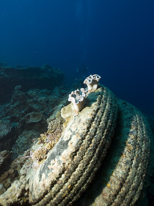 Korallen auf Reifen