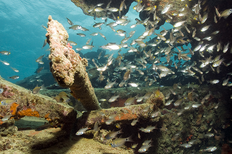 Fish between Scrap Metal