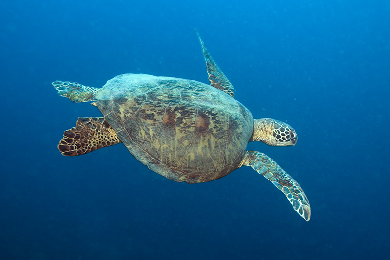 Sea Turtle