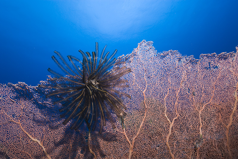 Feather Seastar on Gorgony