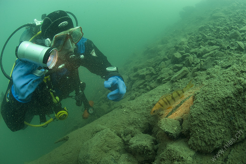 Lighting up a perch