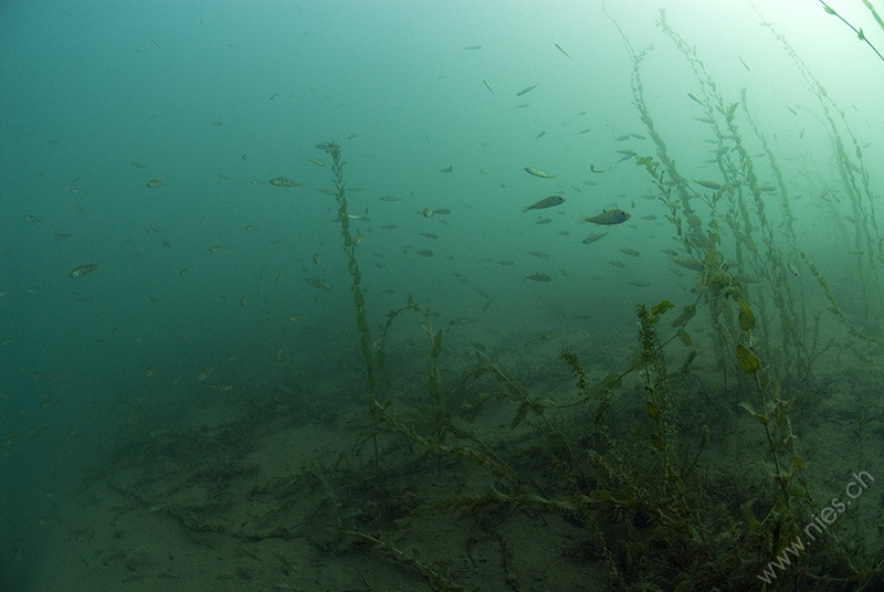 Perch Swarm