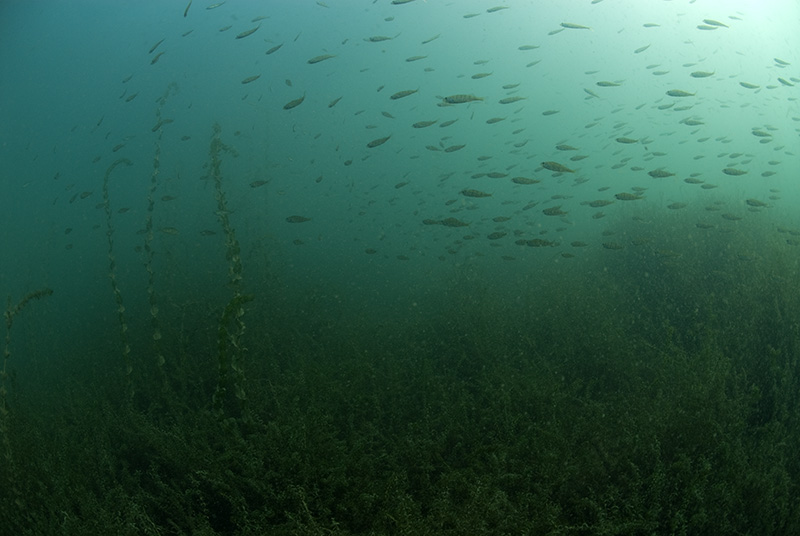 Perch Swarm