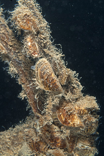 Zebra mussels © Bernd Nies